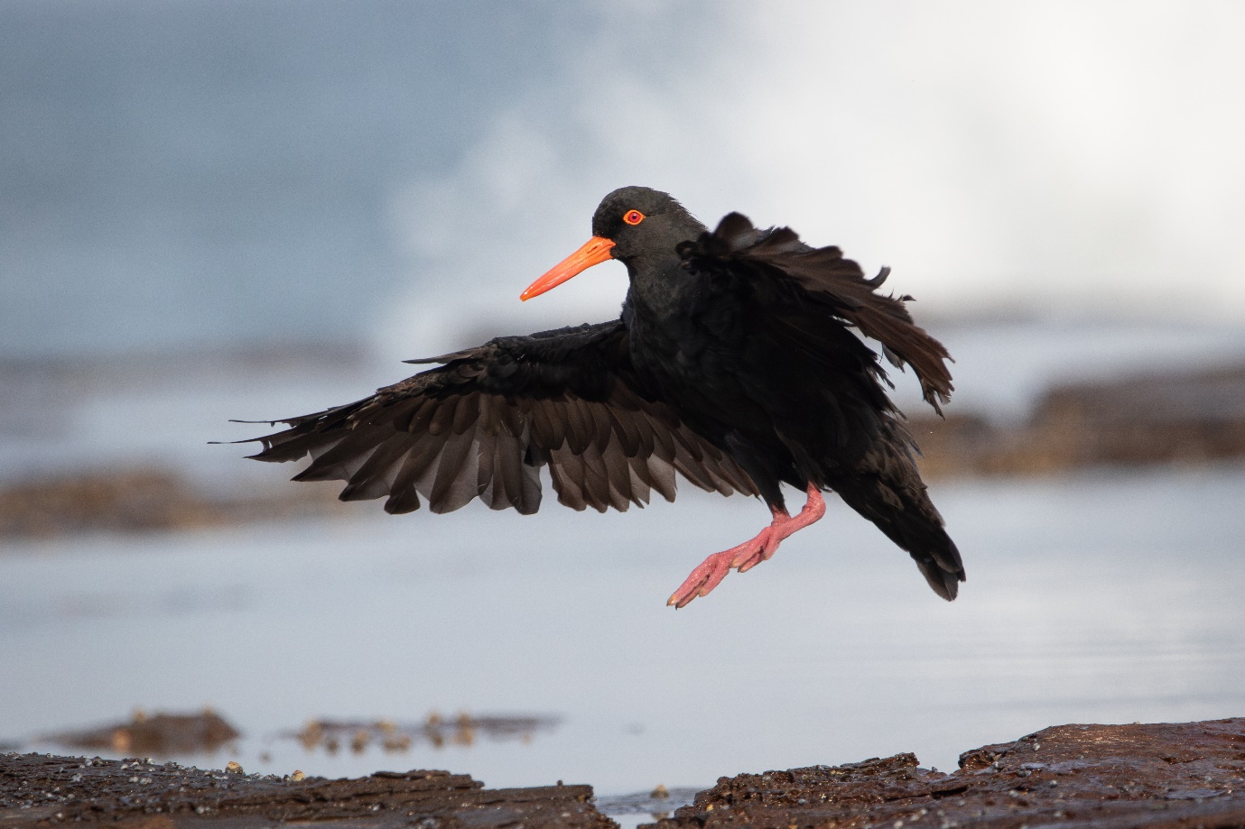 Bird of the Month: Sooty Oystercatcher