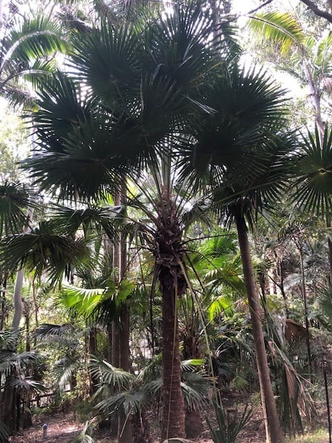 Tree of the Month: Cabbage Tree Palm post image