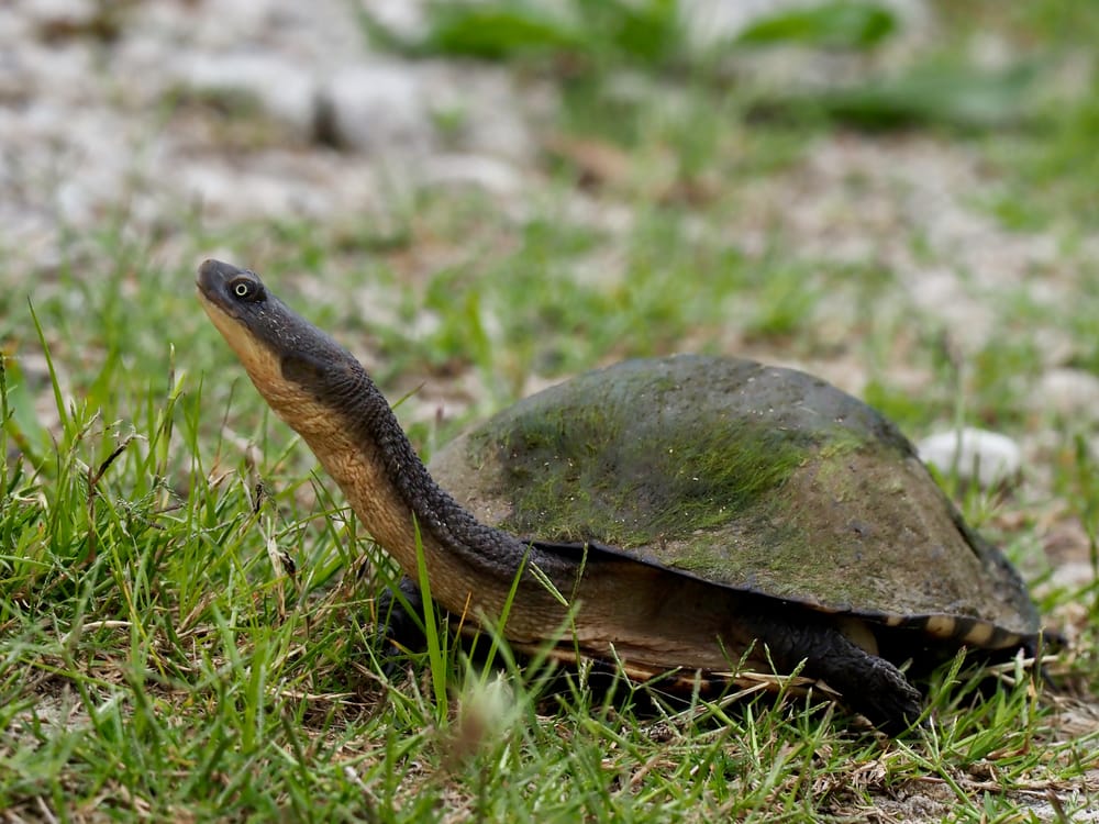 Nature Notes: Turtle eggs and Flying Fox pups post image