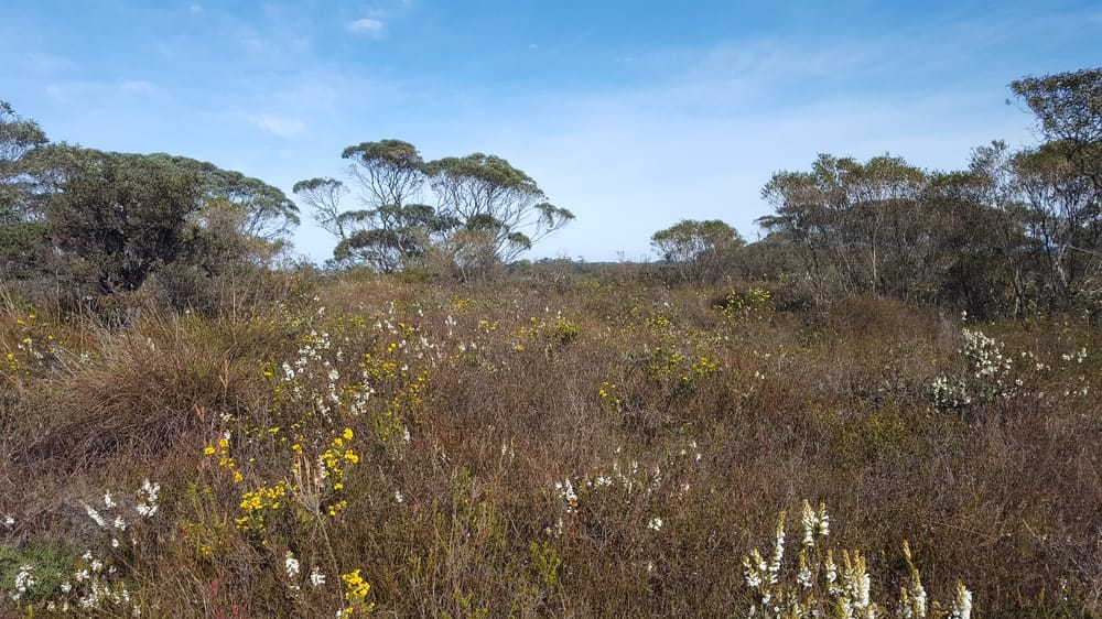 Beetling About in Scotland and the Sydney Basin post image