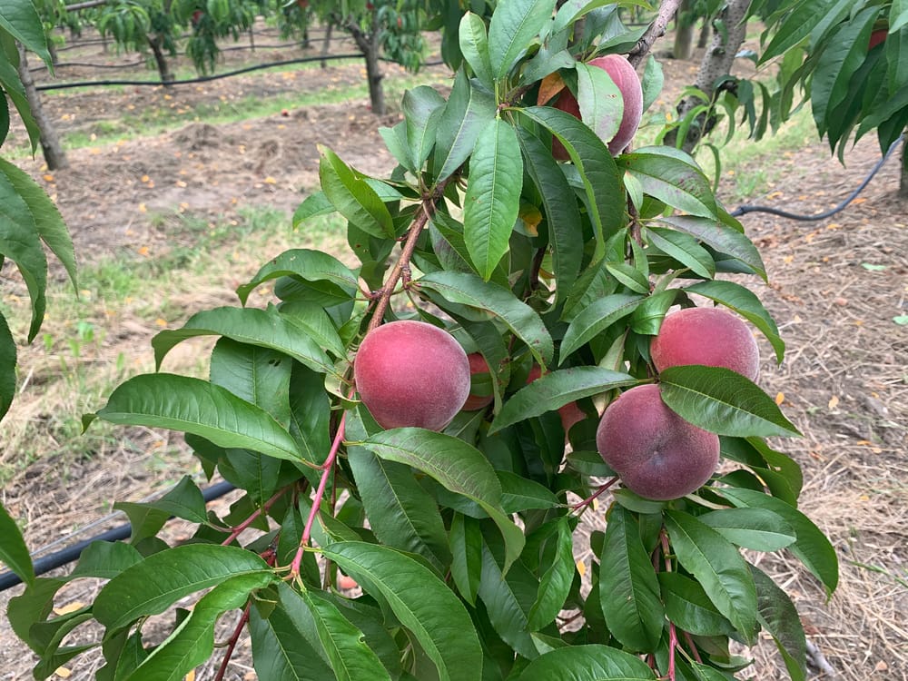 Everything peachy at Glenbernie Orchard post image