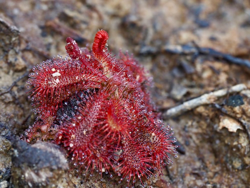 Nature Notes: Meat-eating plants in flower post image