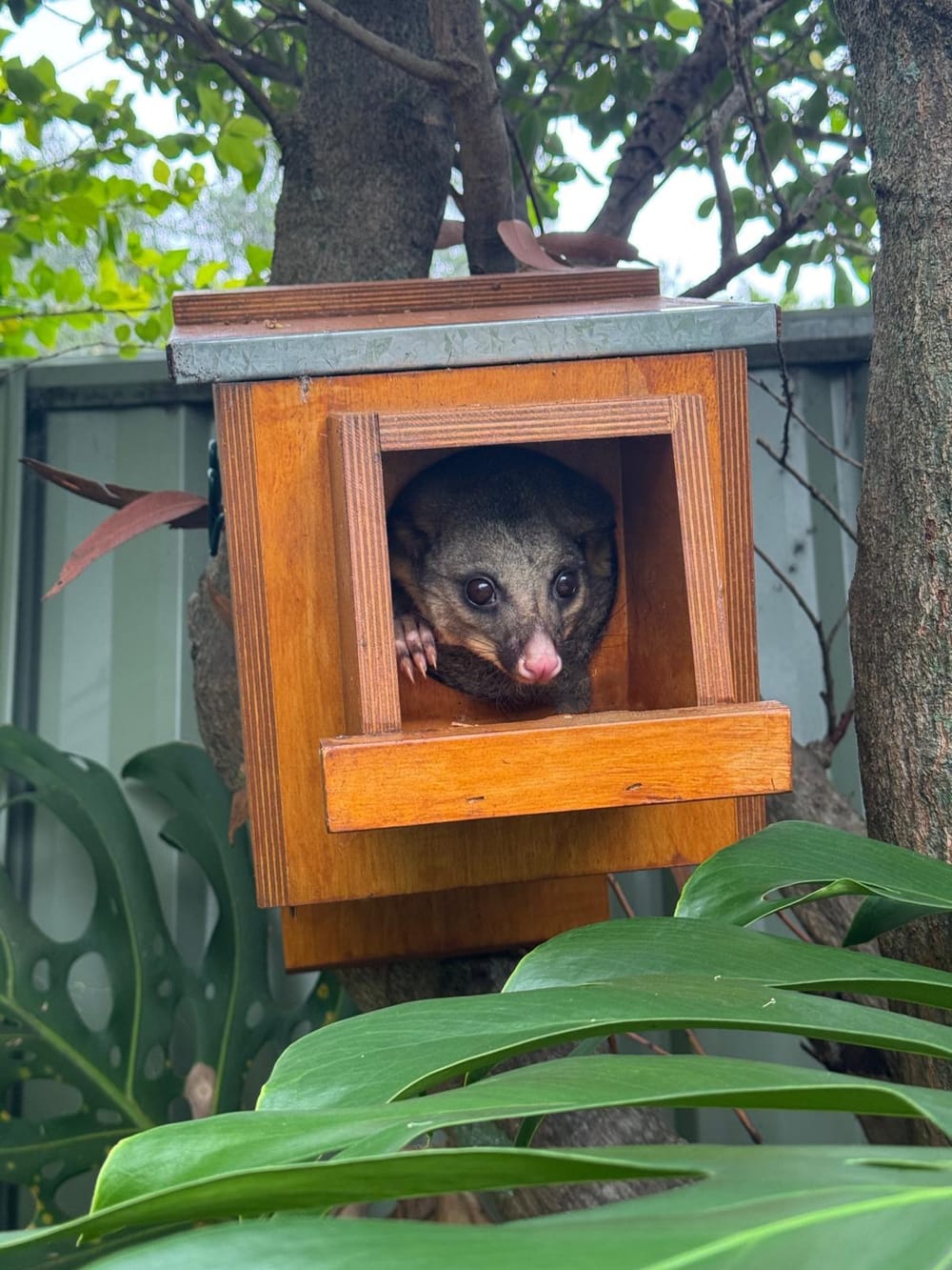We need to talk about outdoor cats post image