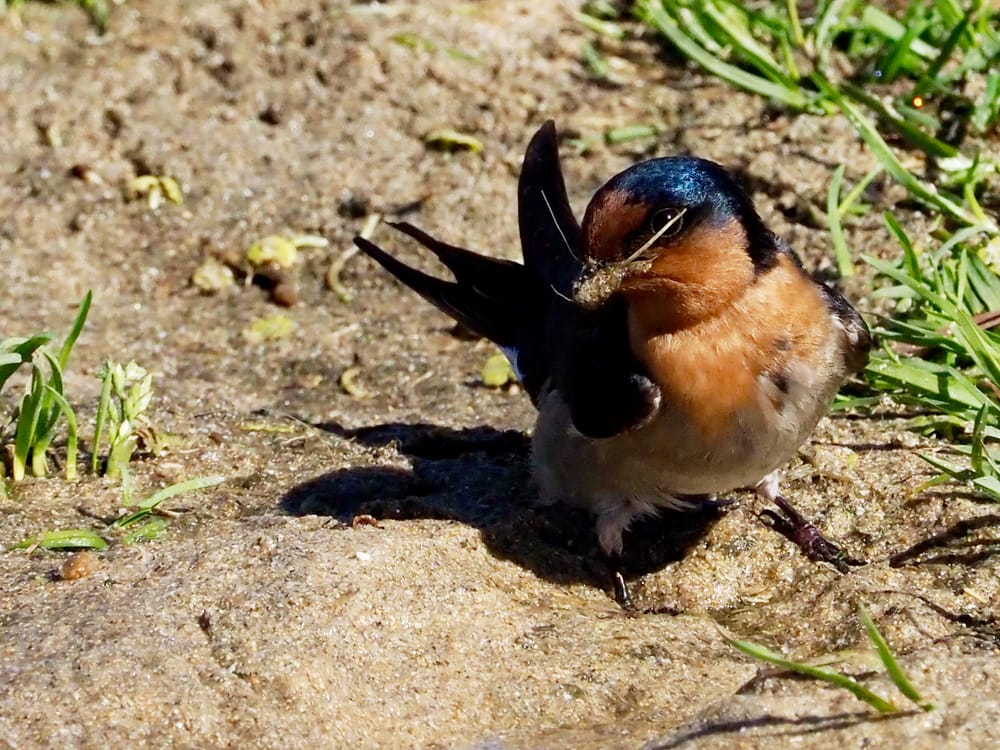 Backyard Zoology: Welcome Swallows post image