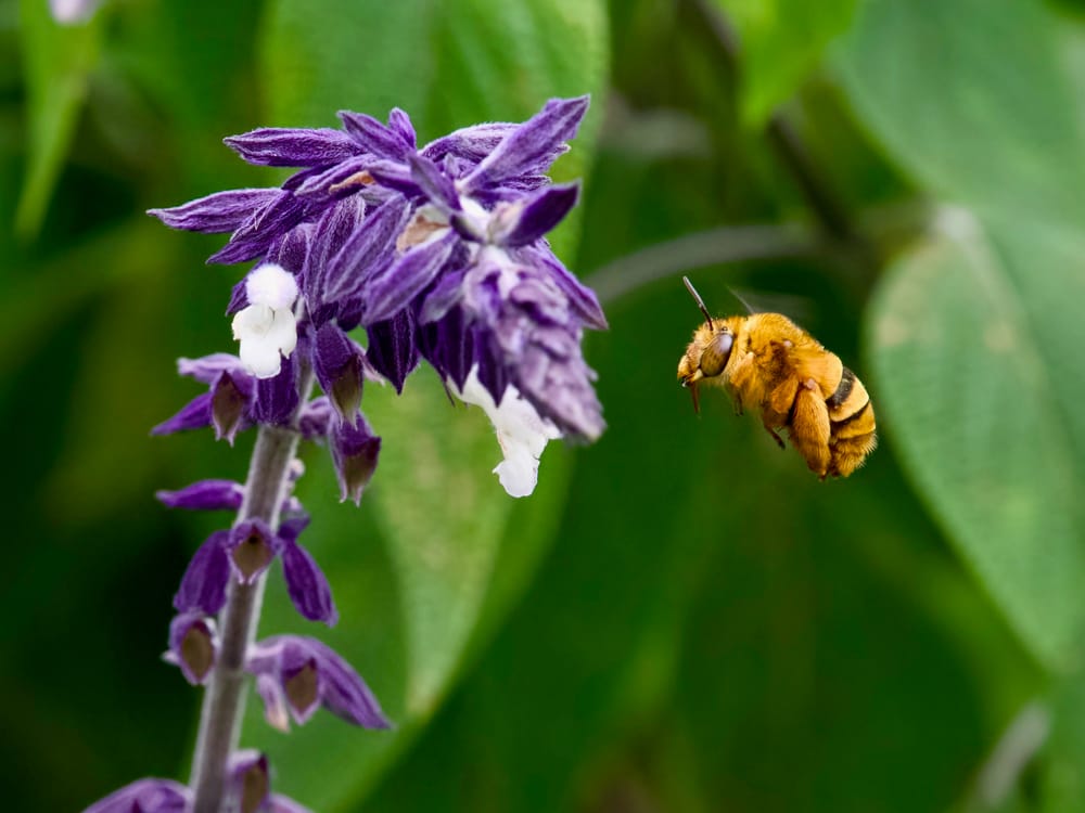 Bee-utiful plants for pollinators post image