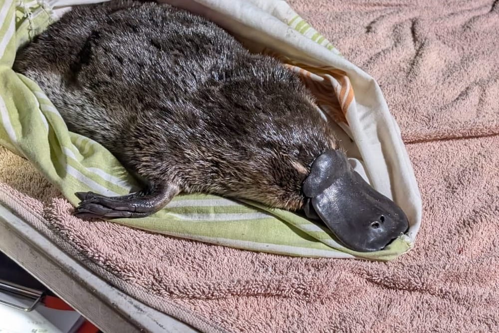 Researchers ‘elated’ to find two young platypus in the Royal National Park post image