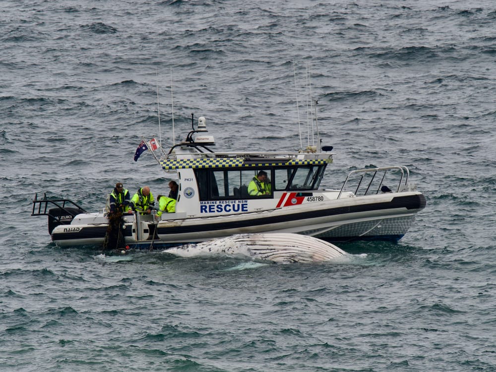 Beaches close and debate reignites after whale entangled in shark nets dies off Coledale post image