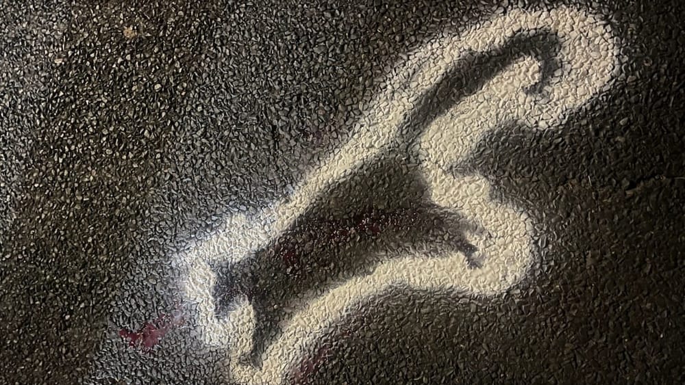 WIRES calls for study as wildlife toll rises on escarpment backroads post image