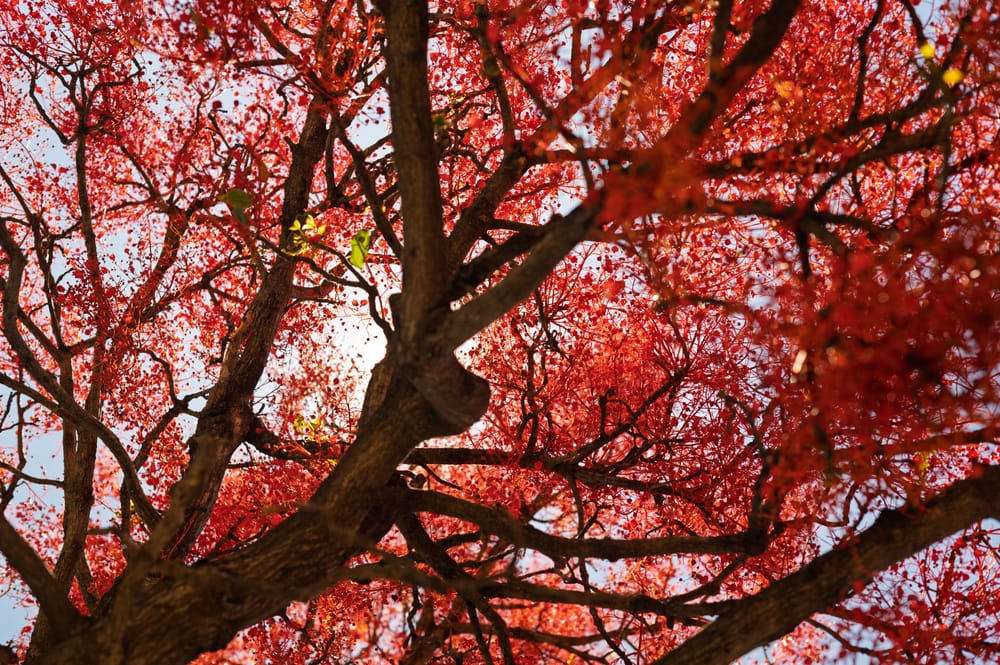 How the Illawarra Flame Tree got its (English, common) name post image