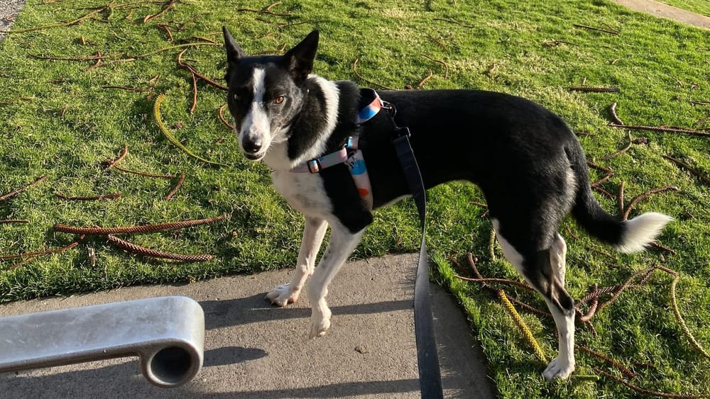 Northern Illawarra needs more dog parks post image