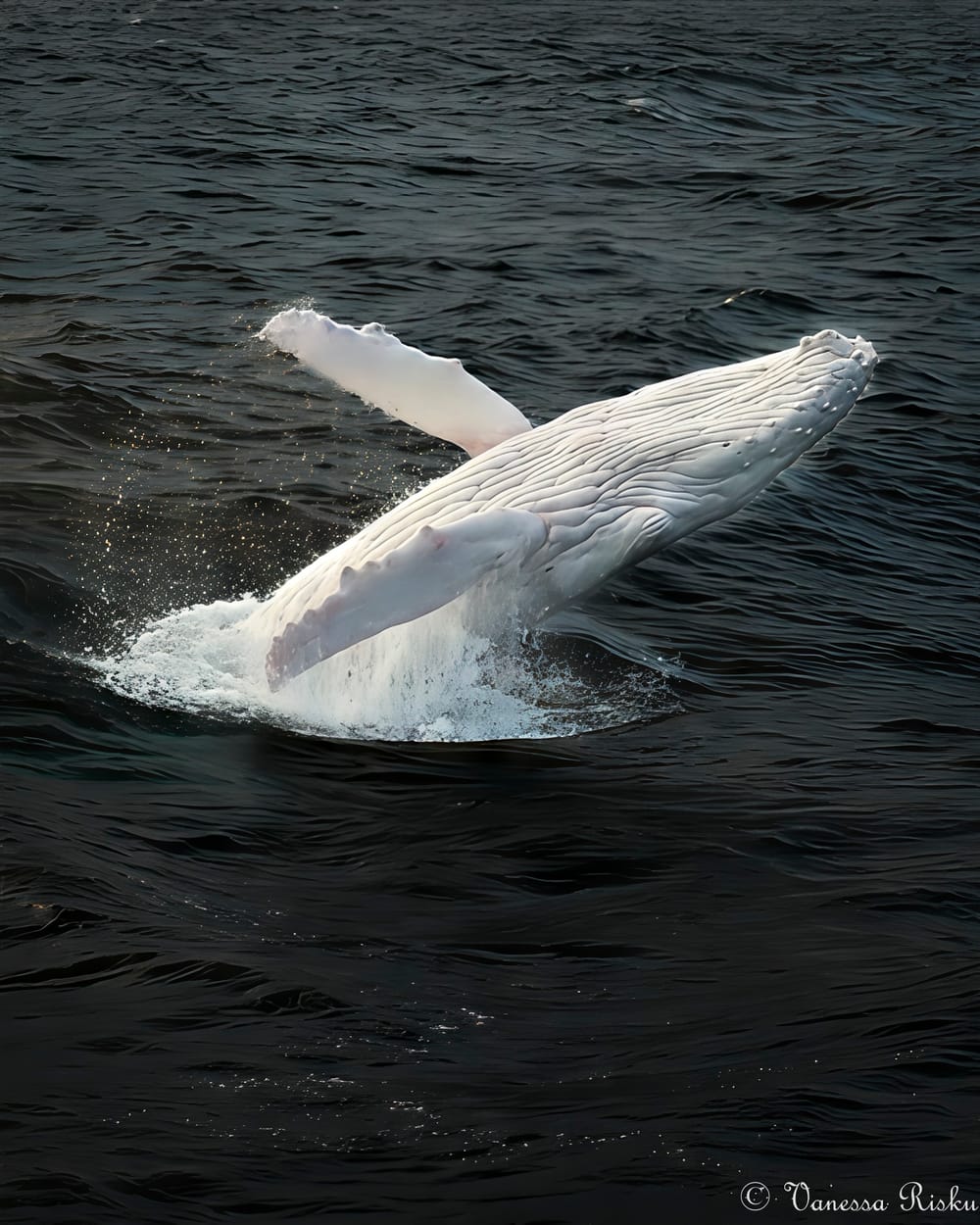 A rare white whale has ended a controversial season with a spark of hope post image