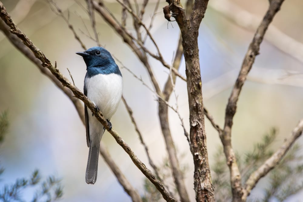 Bird of the Month: Leaden Flycatcher post image