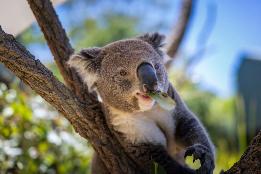 Drones up accuracy, as NSW reveals new koala numbers post image