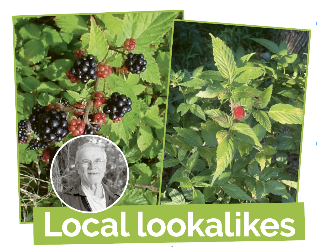 Local Lookalikes: Blackberry and native raspberry post image