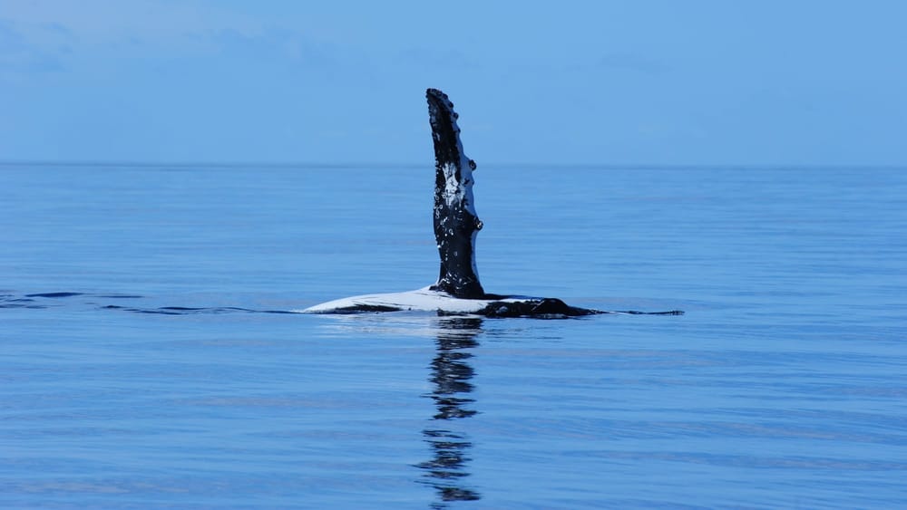Signs from the sea: Why studying whales matters in the Anthropocene post image