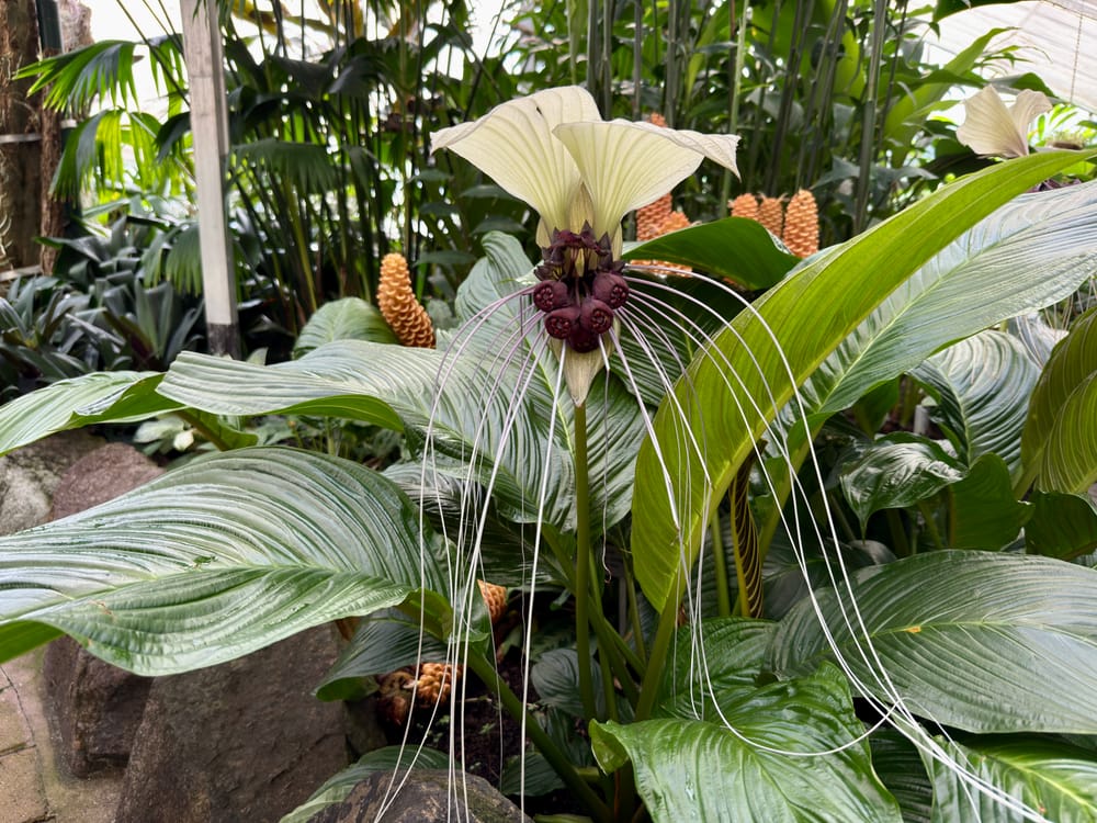 Wollongong Botanic Garden's Batflower blooms. But how does it smell? post image