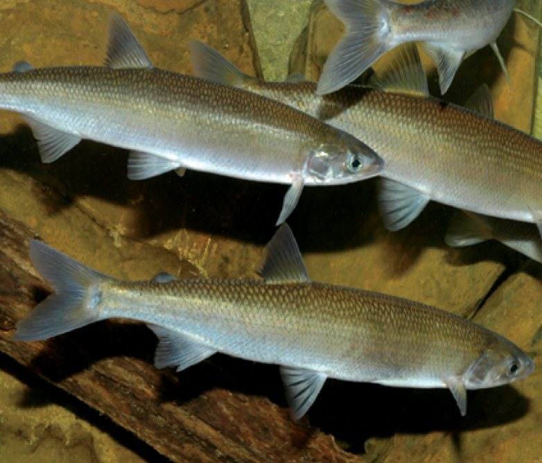 Plan to fix Audley Weir so fish can migrate again post image