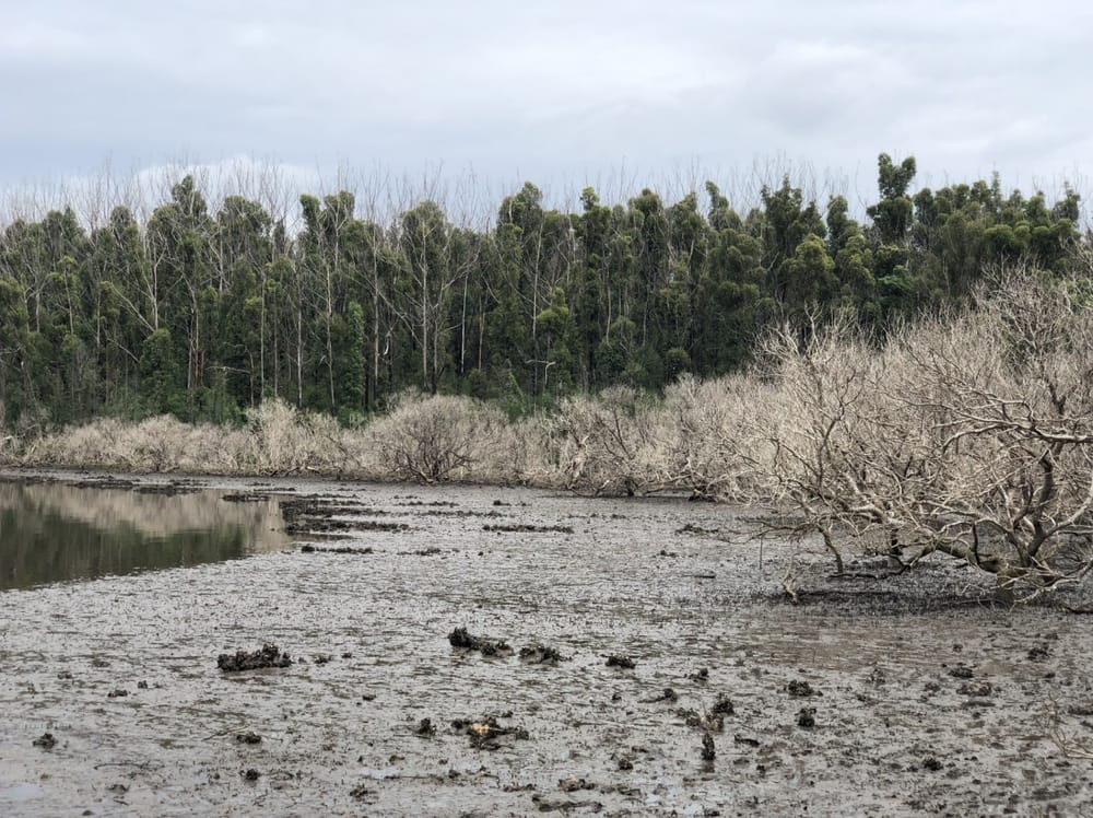 Smoke on the water: When bushfires strike vulnerable wetlands post image
