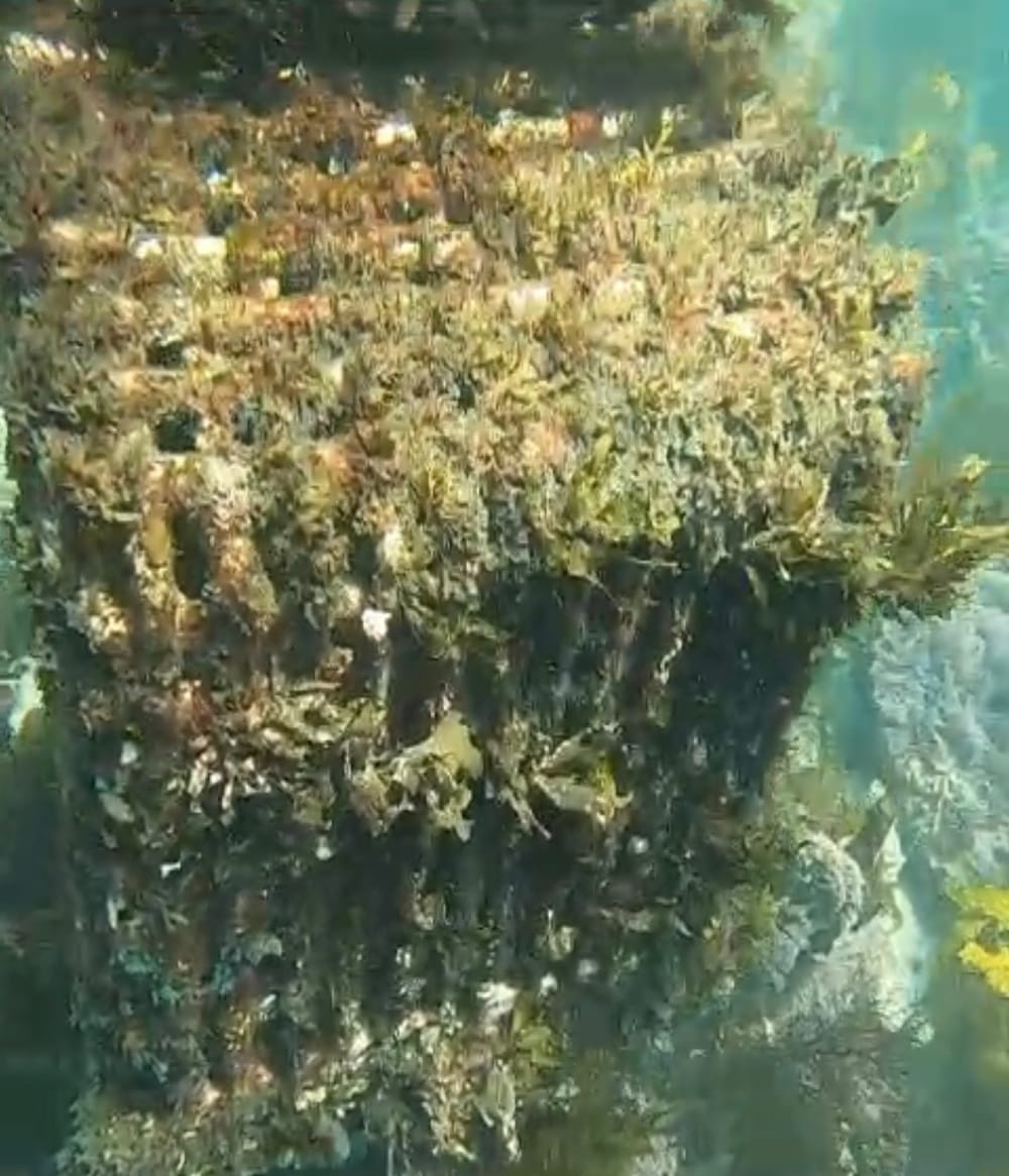 Underwater video reveals 'years of neglect' at Continental Pool post image