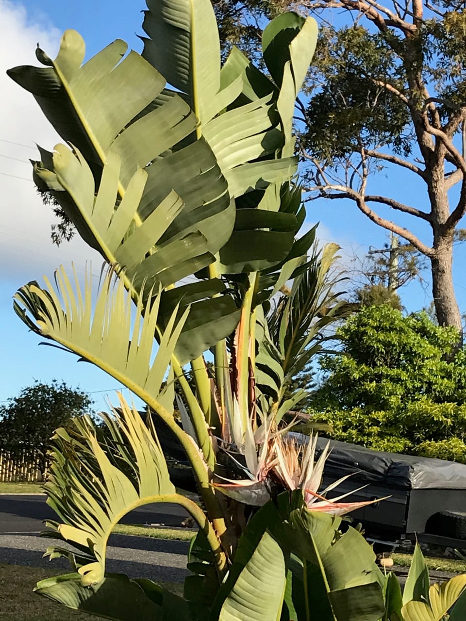 Watch out for Giant Bird of Paradise post image