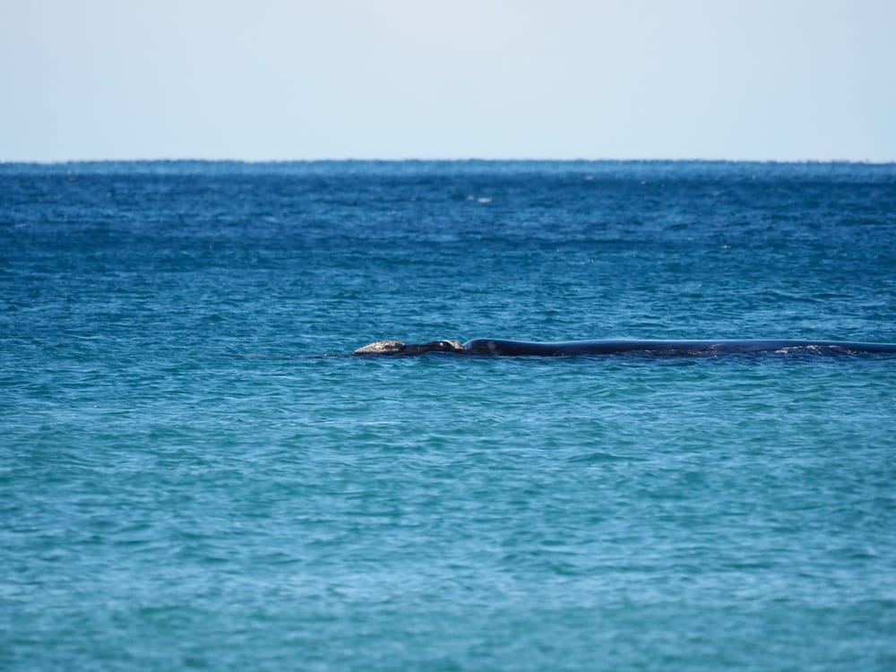 Backyard Zoology: Southern Right Whales post image