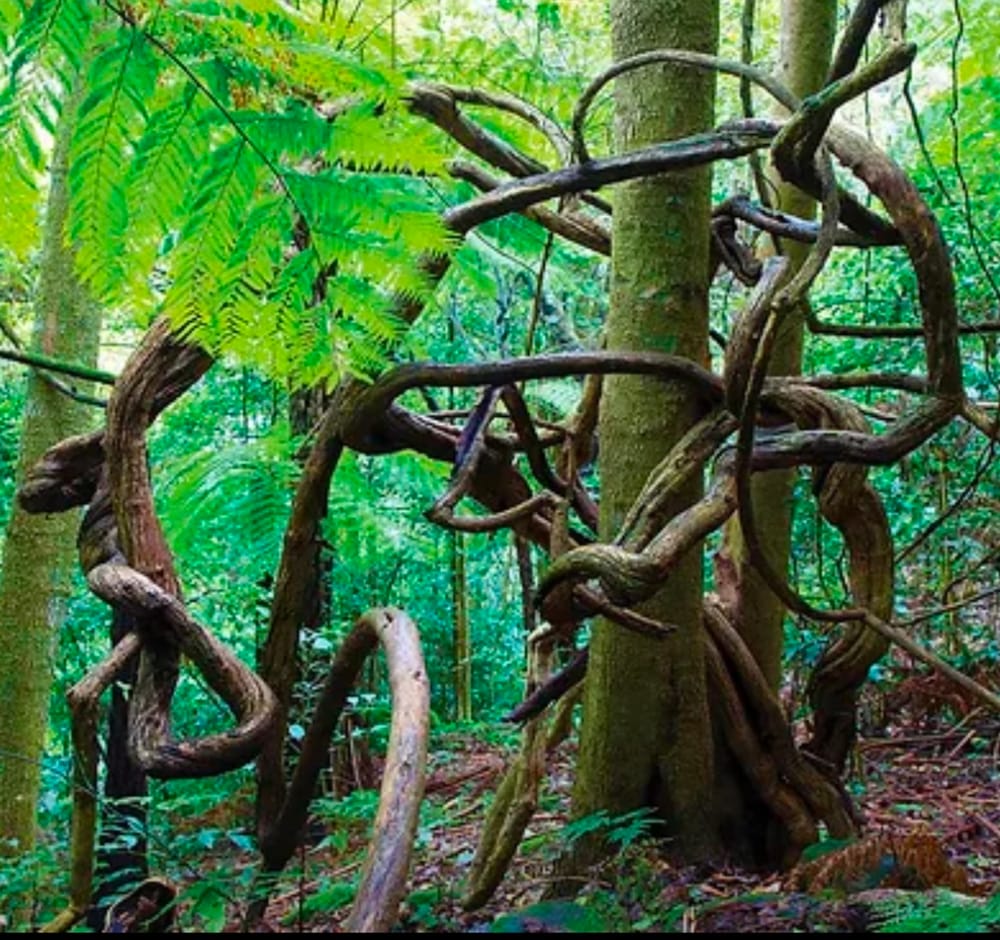 Shellharbour Mayor steps up to support iconic escarpment walking track post image