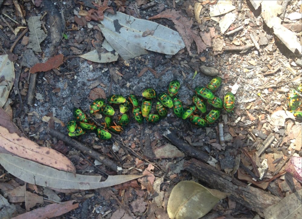 Jewels in the Bush post image