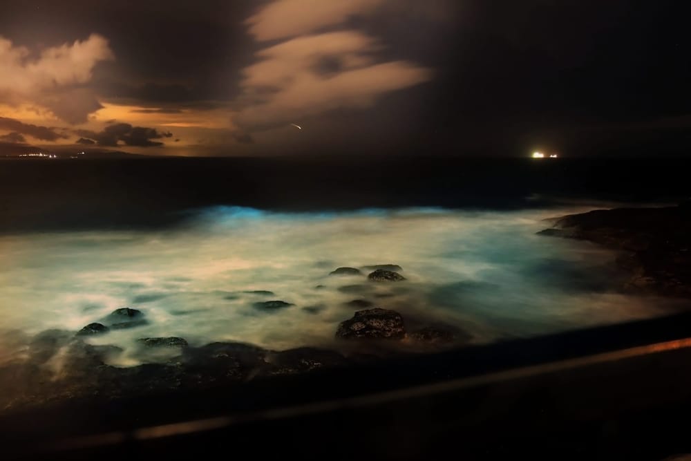 Nature Notes: sea sparkle, rainy day webcams and the Aussie Bird Count post image