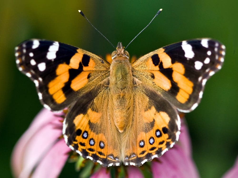 Butterflies in the garden post image