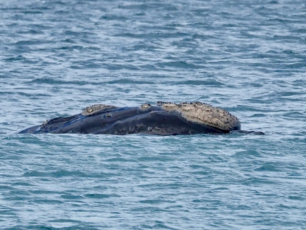 Nature Notes: look out for 'logs', buoys ahoy & sunrise shots post image