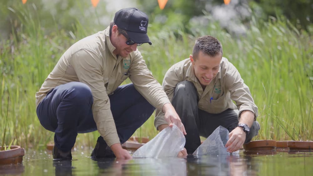 Giant leap in frog numbers post image