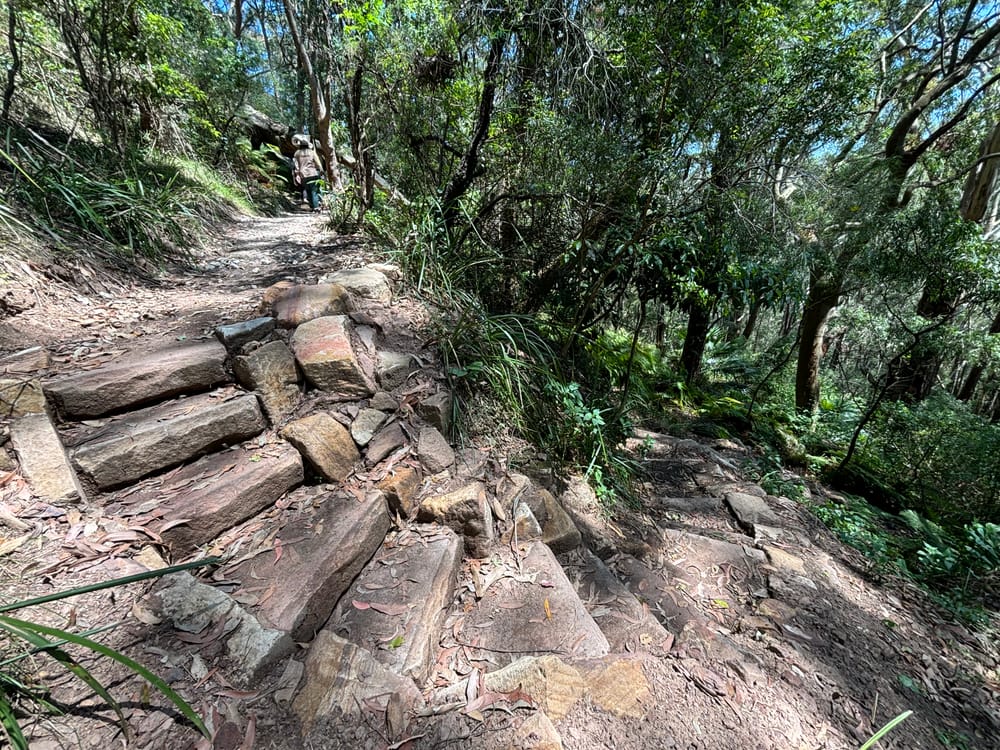 Bushwalk reopens: First look at Wodi Wodi Track post image