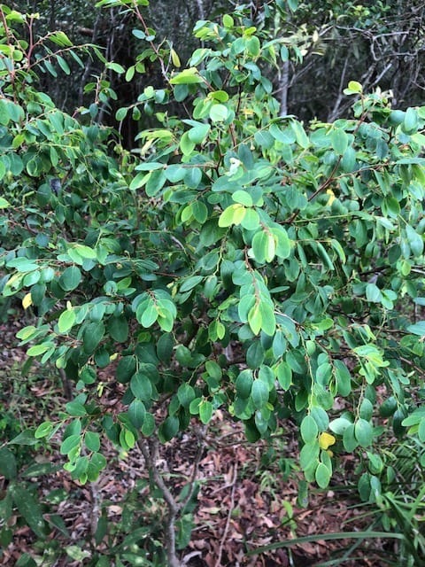 Tree of the month: Breynia oblongifolia post image