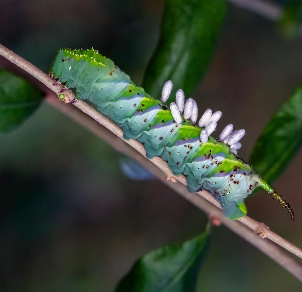 What is a parasitoid? Your garden friend, that’s what post image