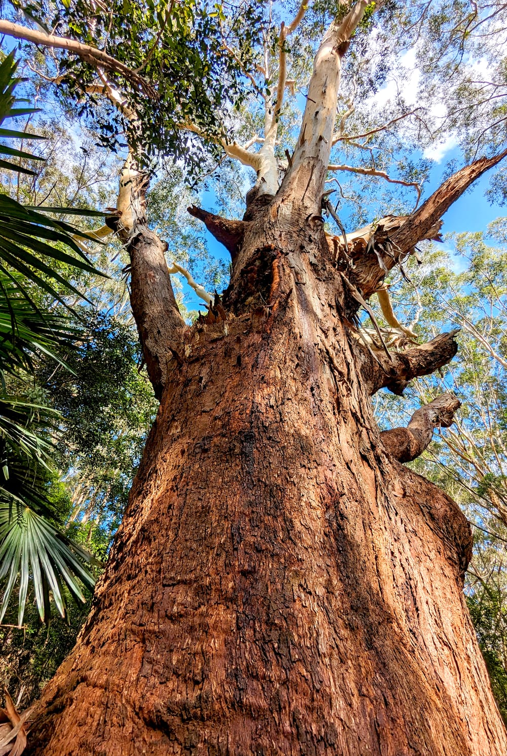 New track to giant of Vine Forest at Illawarra Grevillea Park Botanic Garden post image