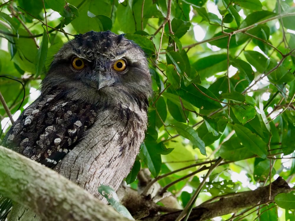 Why you should listen to the birds post image