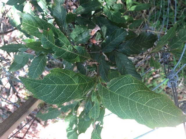 Tree of the Month: Sassafras post image