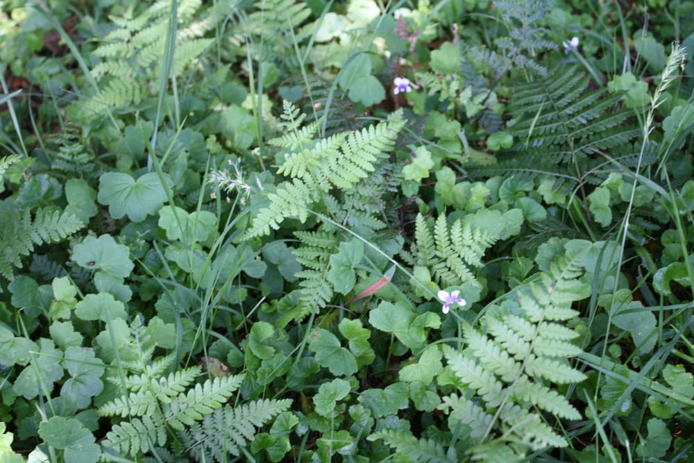 The never-ending understorey post image