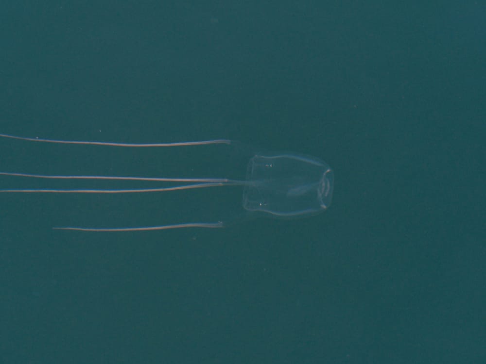 Box Jellyfish found in Wollongong, but it's not what you think post image