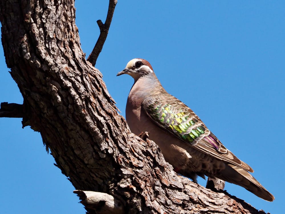 Joy to the watcher post image