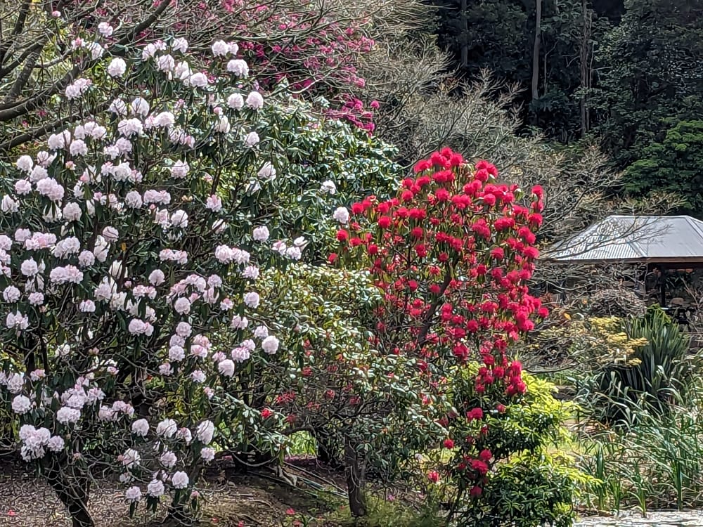 It's rhododendron season at the gardens in Mt Pleasant post image