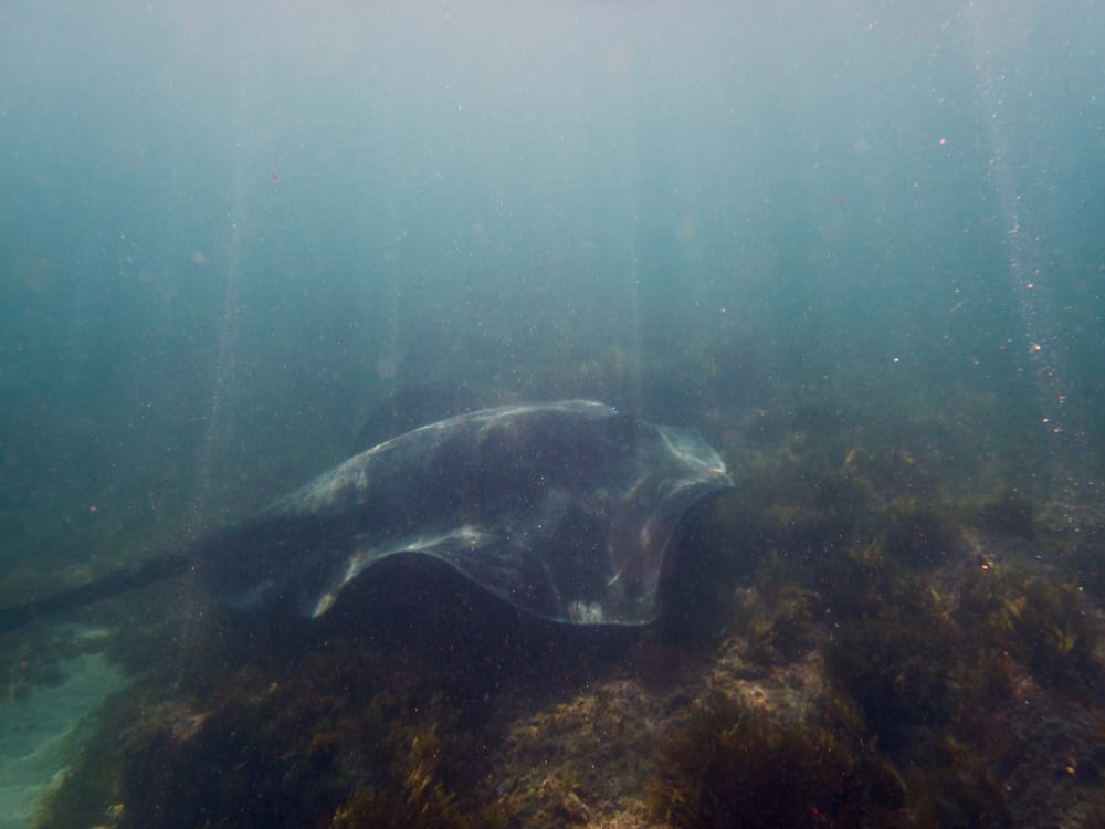 Explore: Bellambi underwater with snorkels, sting rays and Wild Women post image