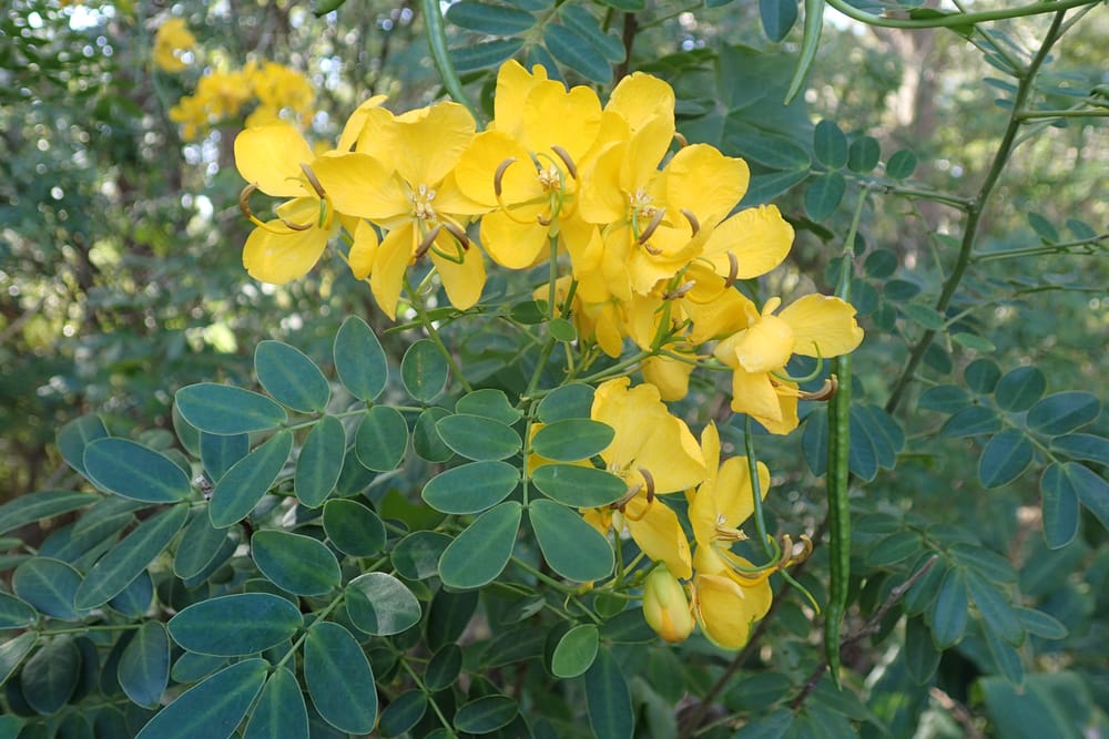 Watch out for Easter cassia post image