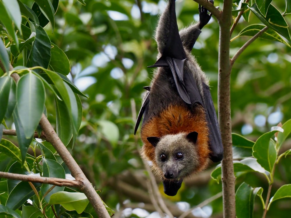 Gone batty: why local bat numbers have soared post image