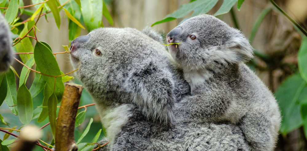 Stay tuned! Koala Food Forest on the way post image