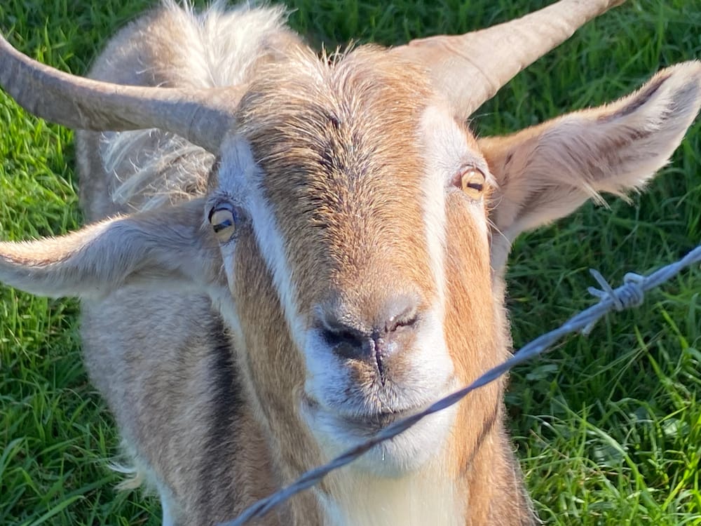 Goats trot into school farm post image