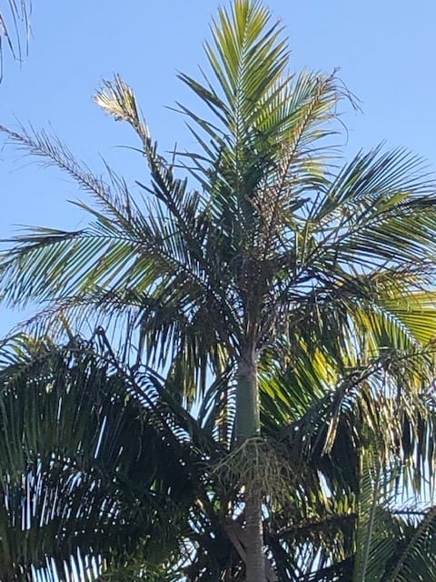 Tree of the Month: The Alexander Palm post image