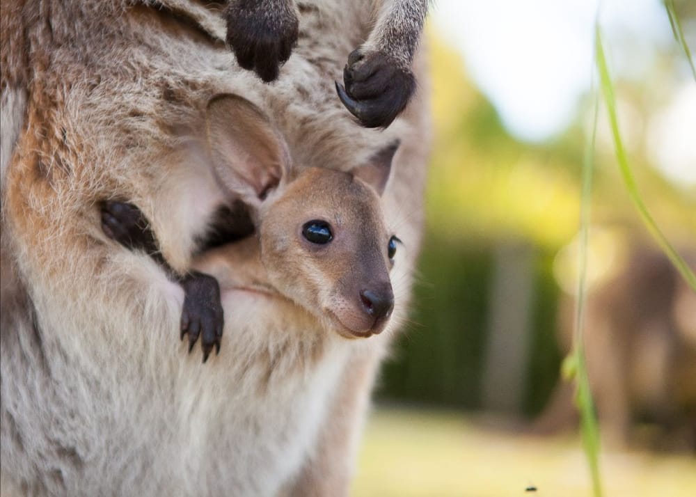 Symbio Zoo reopens post image