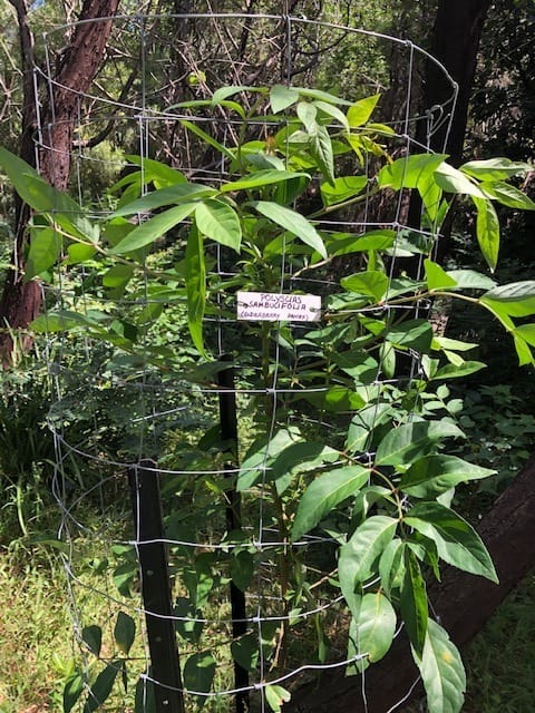 Elderberry Panax post image