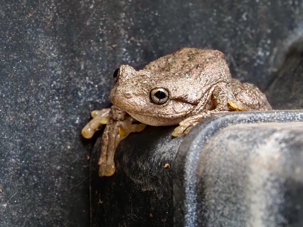 Leaping into love, thanks to a magical frog post image